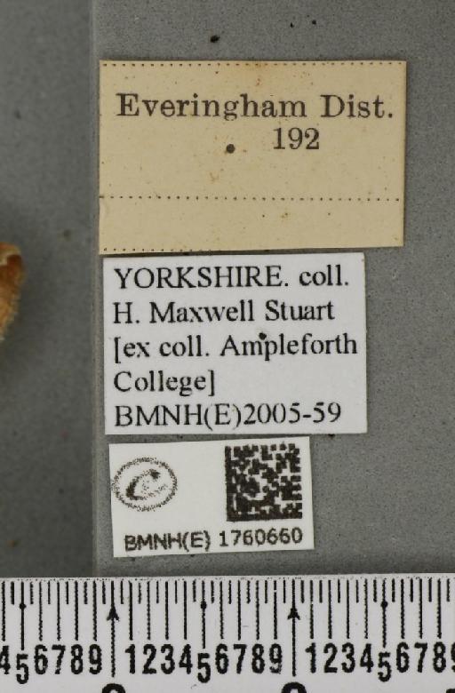 Eulithis testata (Linnaeus, 1761) - Sophie_5826_label_343476