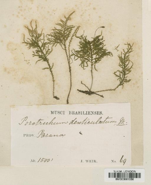 Porotrichum thieleanum (Müll.Hal.) Mitt. - BM000961356