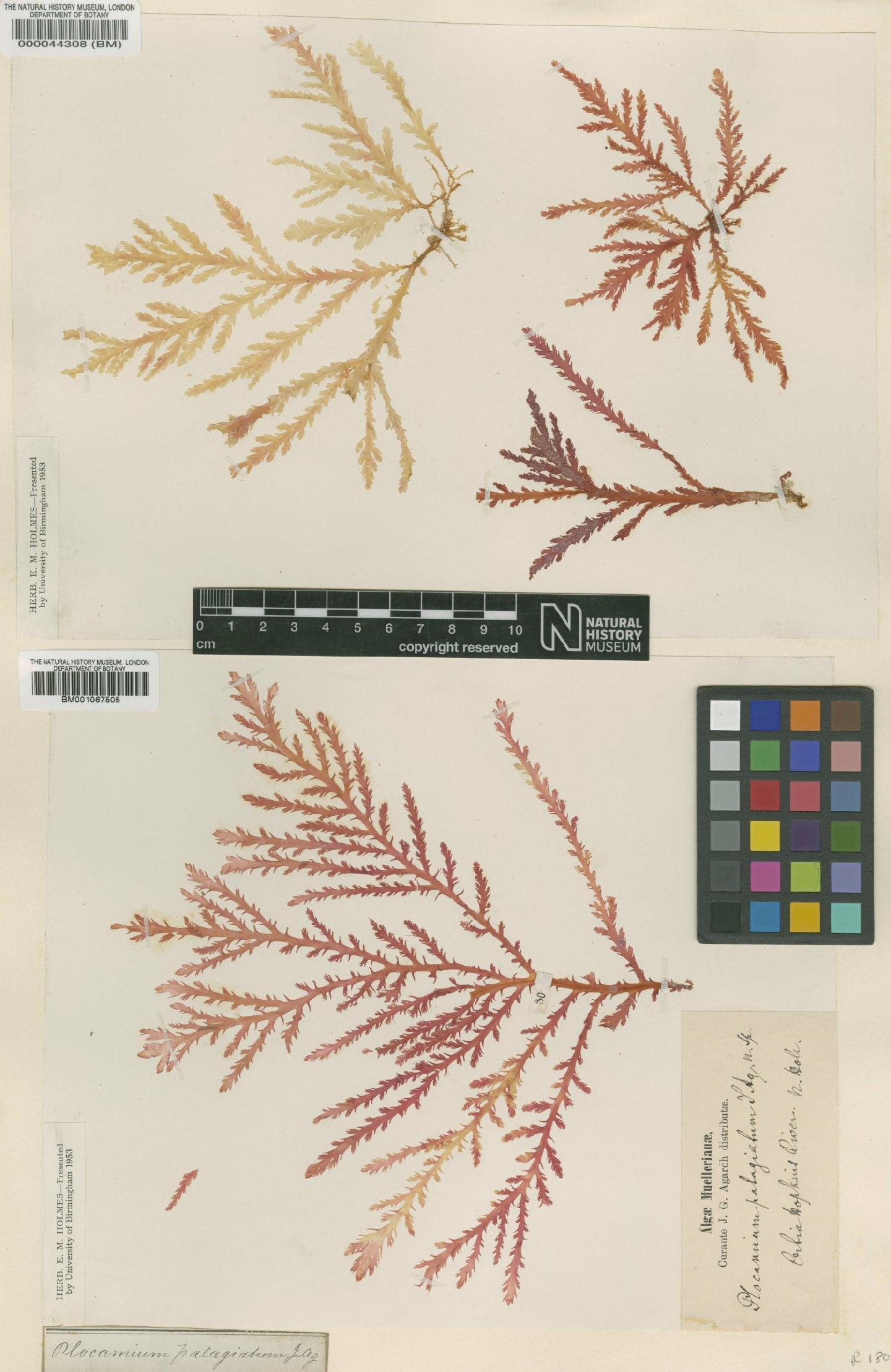 To NHMUK collection (Plocamium patagiatum J.Agardh; TYPE; NHMUK:ecatalogue:2298170)