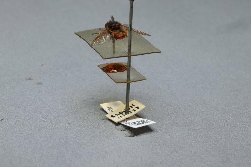 Rhingia campestris Meigen, 1822 - 012530017_additional_2