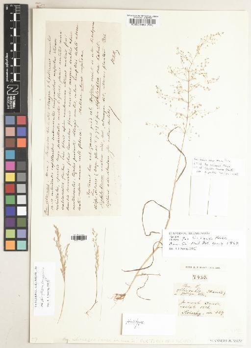 Poa persica subsp. persica Trin. - BM000551484