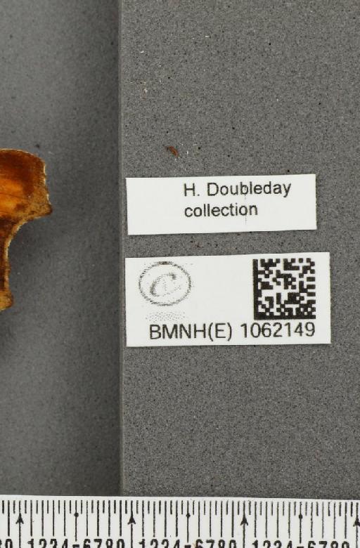 Polygonia c-album (Linnaeus, 1758) - BMNHE_1062149_label_22945