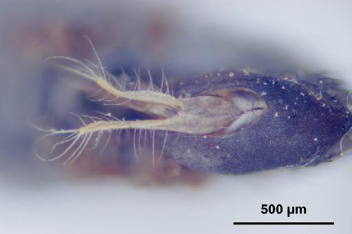 Thinophilus pallidipes Parent, 1935 - Thinophilus_pallidipes-010627794-genitalia_ventral_B-80_0x-scale