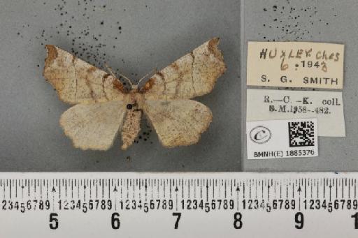 Selenia dentaria (Fabricius, 1775) - BMNHE_1885376_445327