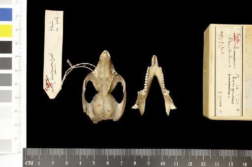Pseudocheirus (Pseudocheirus) peregrinus - 1858.11.24.12_Skull_Dorsal