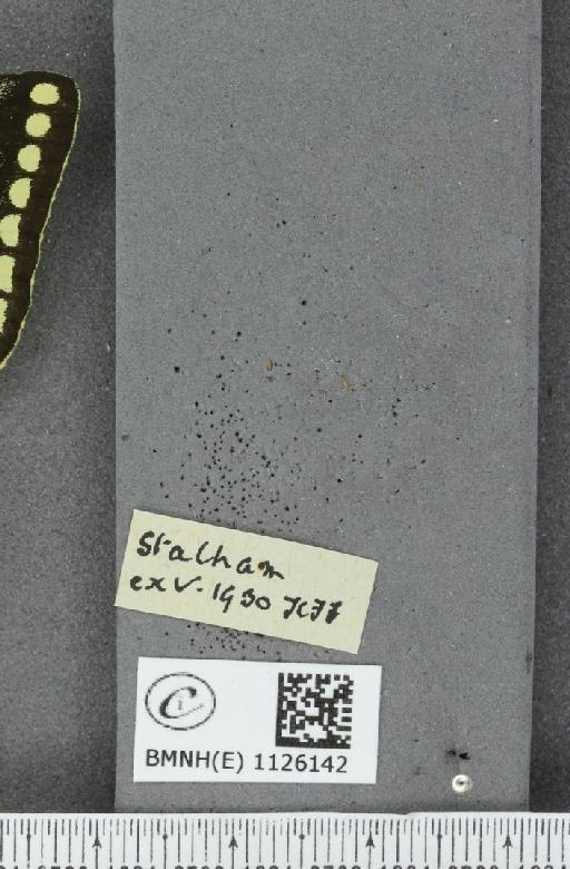 Papilio machaon britannicus Seitz, 1907 - BMNHE_1126142_label_82252