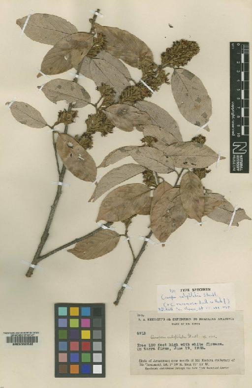 Couepia racemosa Benth. ex Hook.f. - BM000602688