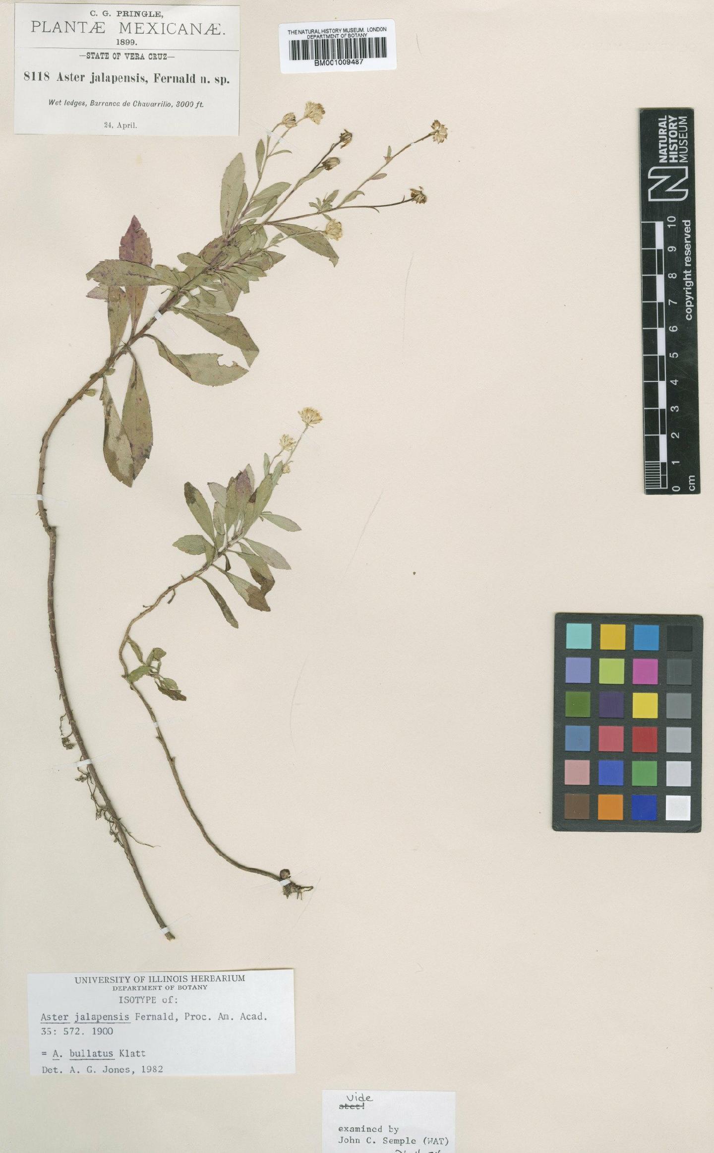To NHMUK collection (Aster bullatus Klatt; Isotype; NHMUK:ecatalogue:611204)