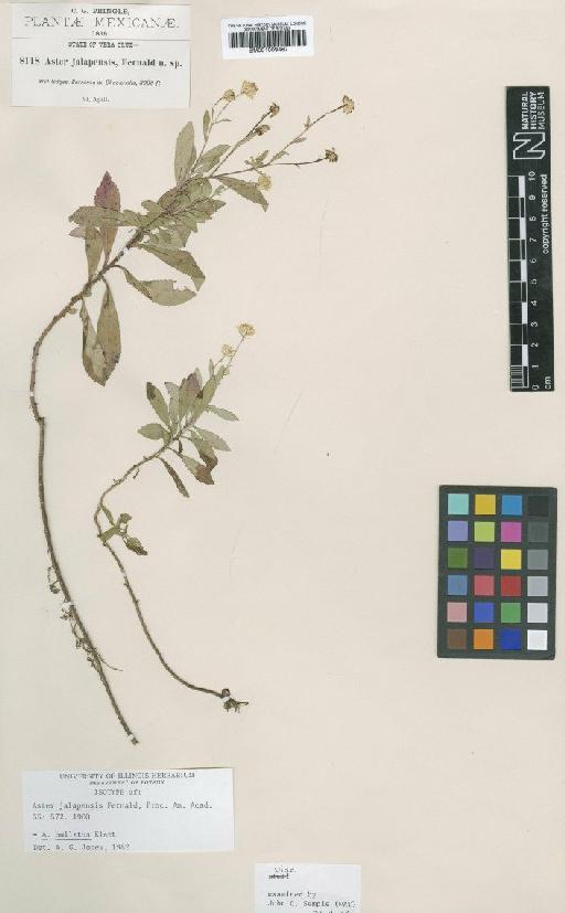 Aster bullatus Klatt - BM001009487