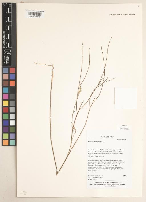 Polygala trichosperma L. - BM014636043