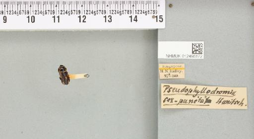 Sundablatta sexpunctata (Hanitsch, 1923) - 012496172_112125_87898