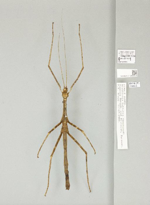 Diesbachia hellotis Westwood, 1859 - 012496664_72511_86839