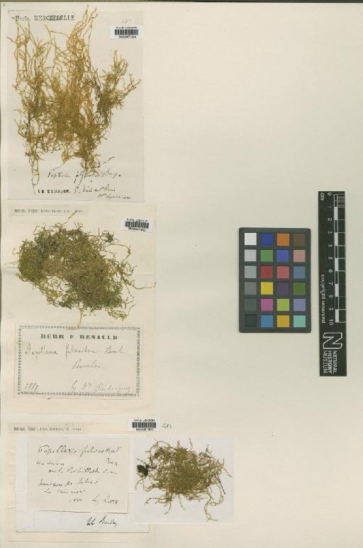 Floribundaria floribunda (Dozy & Molk.) M.Fleisch. - BM000671822_a