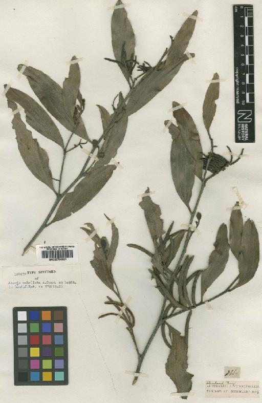 Acacia umbellata A.Cunn. ex Benth. - BM000796801