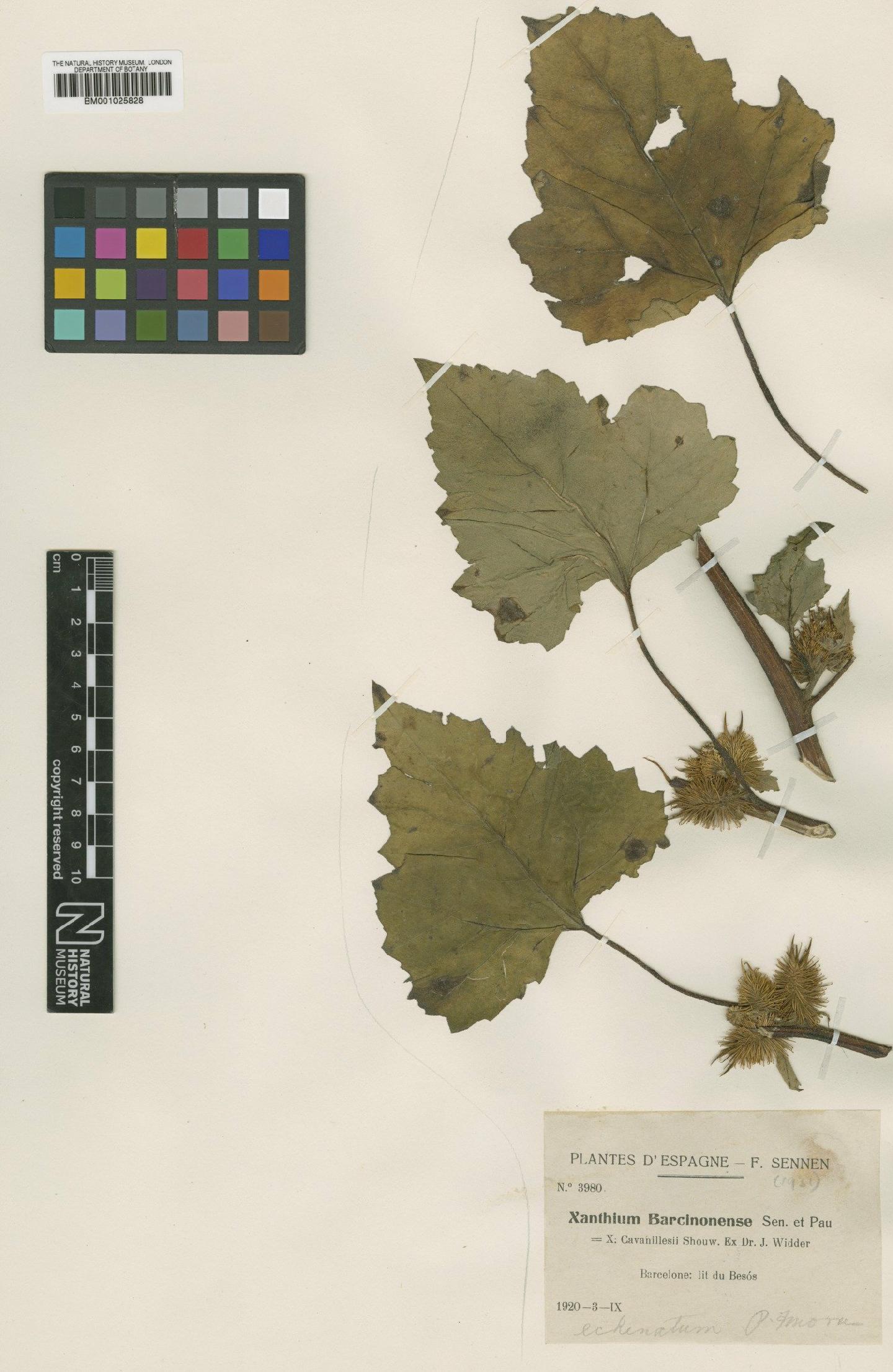 To NHMUK collection (Xanthium strumarium subsp. italicum (Moretti) D.Löve; Type; NHMUK:ecatalogue:1774512)