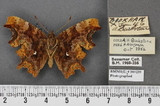 Polygonia c-album ab. imperfecta Blachier, 1908 - BMNHE_500259_22913