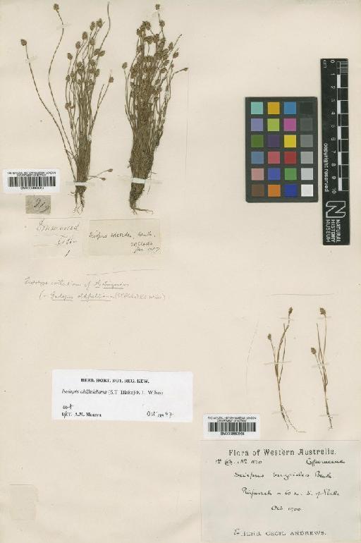 Scirpus brizoides Benth. - BM000990968