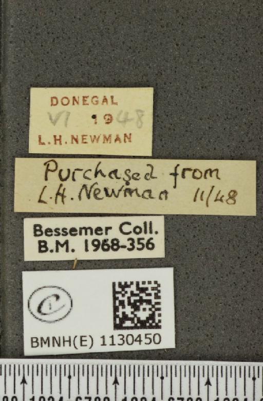 Pieris napi britannica Müller & Kautz, 1939 - BMNHE_1130450_label_86350