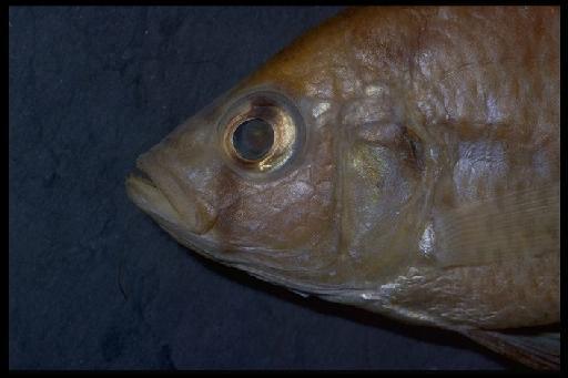 Haplochromis nubilus (Boulenger, 1906) - Haplochromis nubilus; 1933.2.23.285-286