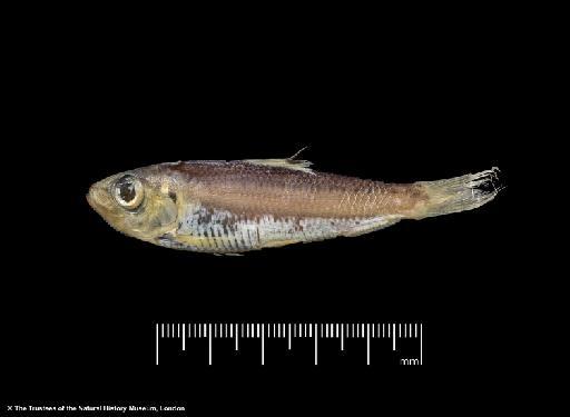 Herklotsichthys lossei Wongratana, 1983 - BMNH 1976.8.19.51-63, PARATYPES, Herklotsichthys lossei c