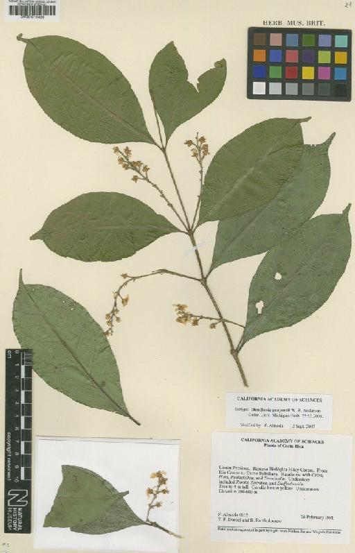 Bunchosia grayumii W.R.Anderson - BM001010420