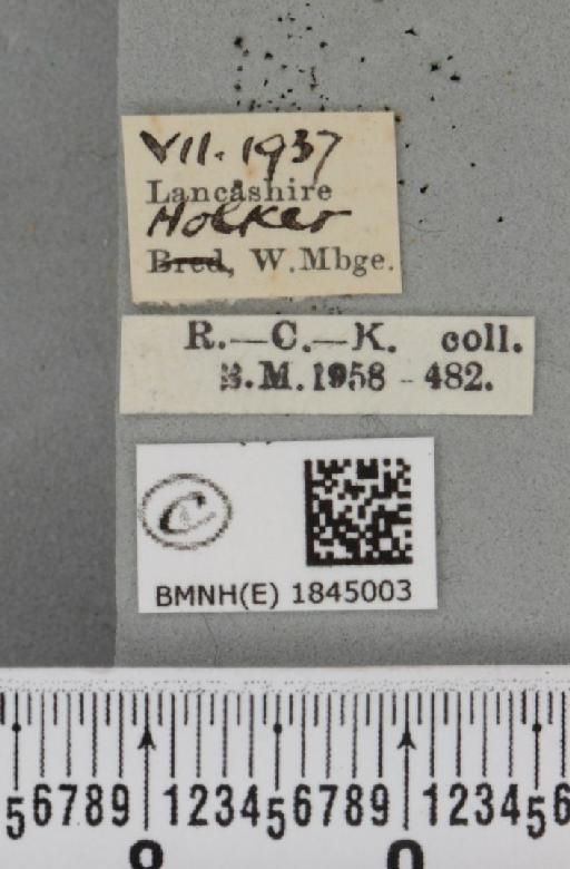 Macaria liturata ab. nigrofulvata Collins, 1905 - BMNHE_1845003_label_421498
