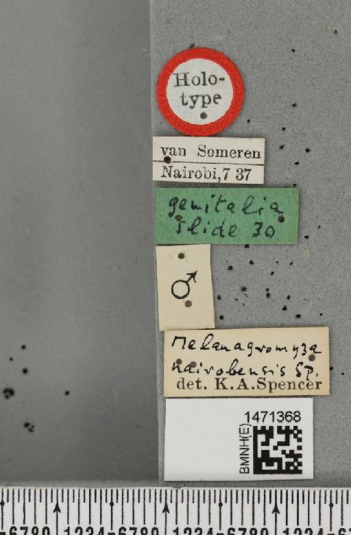 Melanagromyza nairobensis Spencer, 1959 - BMNHE_1471368_label_46116