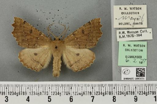 Odontopera bidentata (Clerck, 1759) - BMNHE_1890631_452724