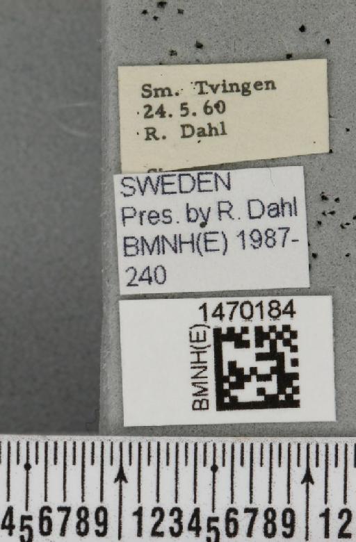 Melanagromyza arnicarum Hering, 1942 - BMNHE_1470184_label_44735
