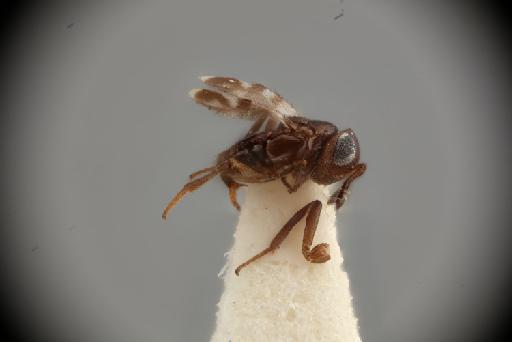 Macchiencyrtus tertius Annecke, D.P., 1971 - 013458085_Macchiencyrtus_tertius_PT_hab-lat-x200.tif