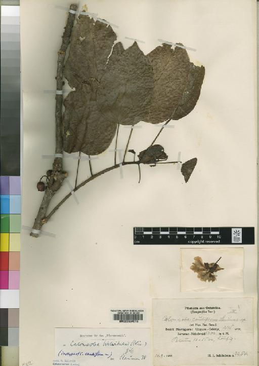 Caloncoba welwitschii (Oliv.) Gilg - BM000624016