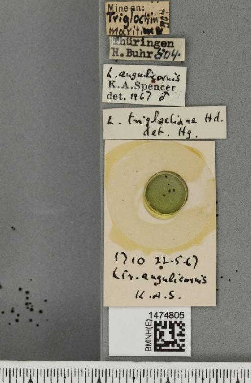 Liriomyza angulicornis (Malloch, 1918) - BMNHE_1474805_label_60761