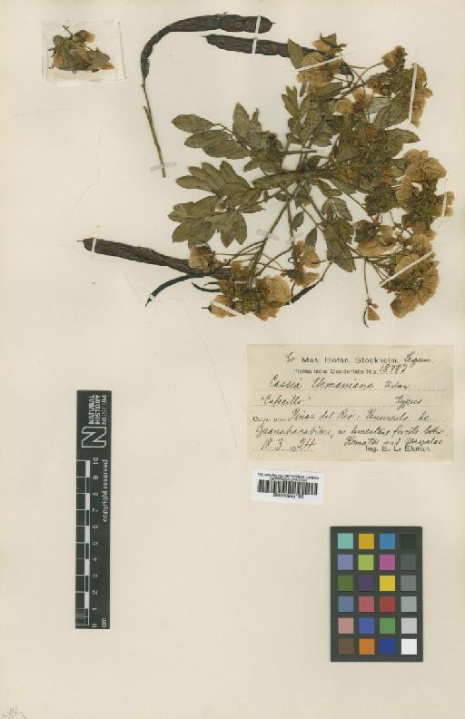 Senna racemosa (Mill) H.S.Irwin & Barneby - BM000952109