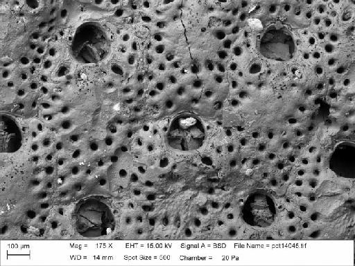 Hippadenella - BZ 5970. Hippadenella-3