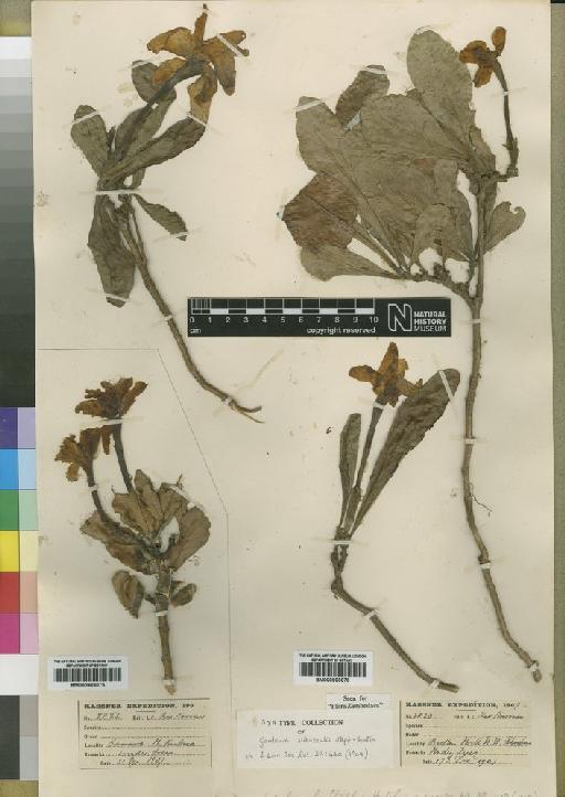 Gardenia subacaulis Stapf & Hutch. - BM000903076
