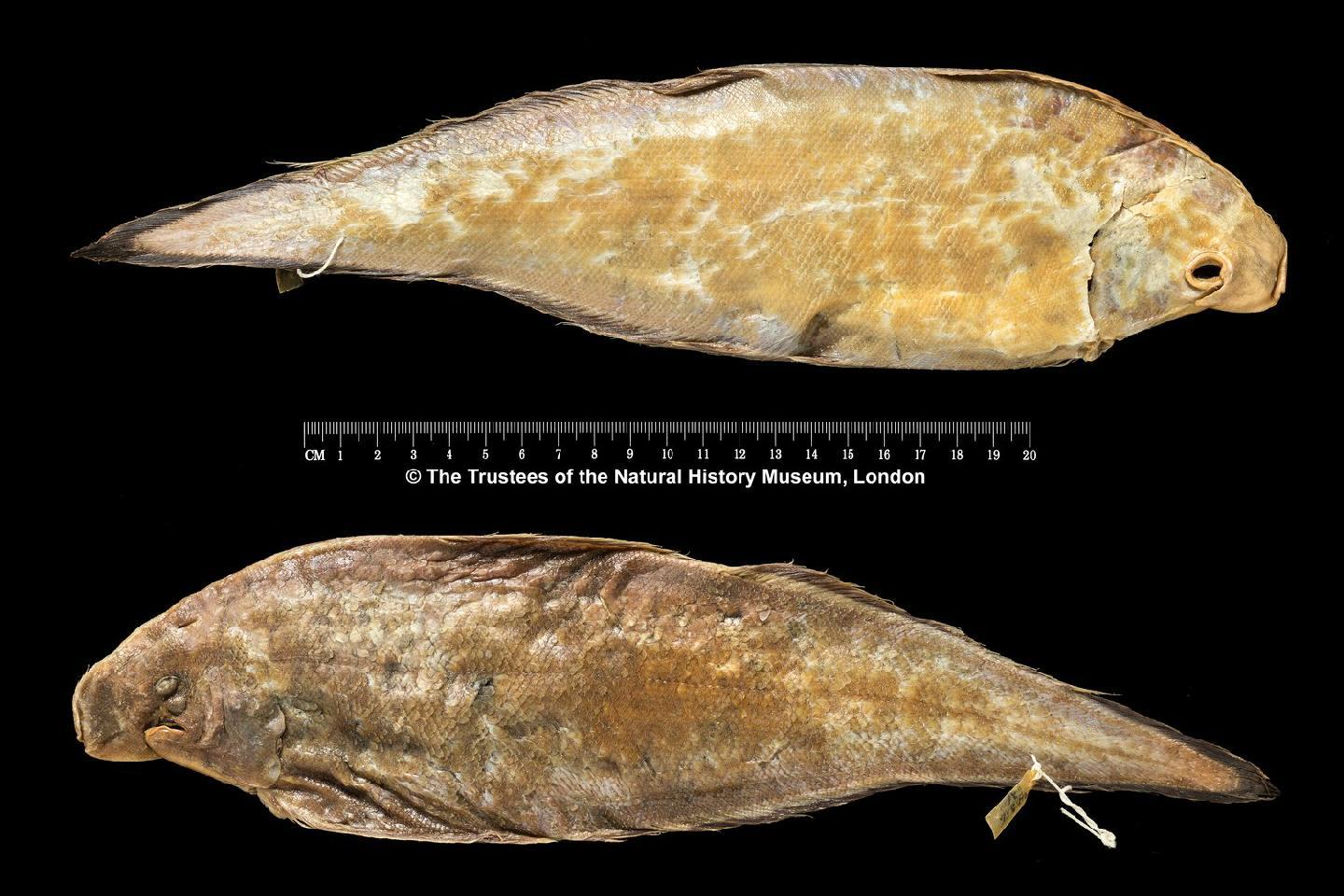 To NHMUK collection (Cynoglossus marleyi Regan, 1921; HOLOTYPE; NHMUK:ecatalogue:2503918)