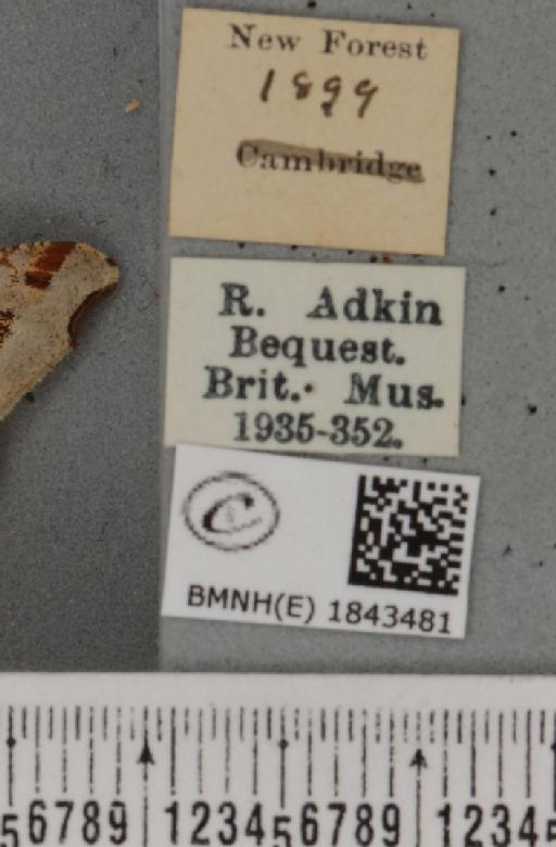 Macaria alternata (Denis & Schiffermüller, 1775) - BMNHE_1843481_label_420555