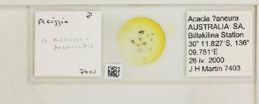 Acizzia acaciae-decurrentis Froggatt, 1901 - 010715769_117157_1145392