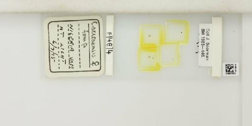 Culicoides accraensis Carter et al., 1920 - 014897963_812165_1334349_157724_NonType