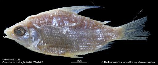 Curimatus schomburgkii Günther, 1864 - BMNH 1843.7.1.35 Curimatus schomburgkii, PARALECTOTYPE