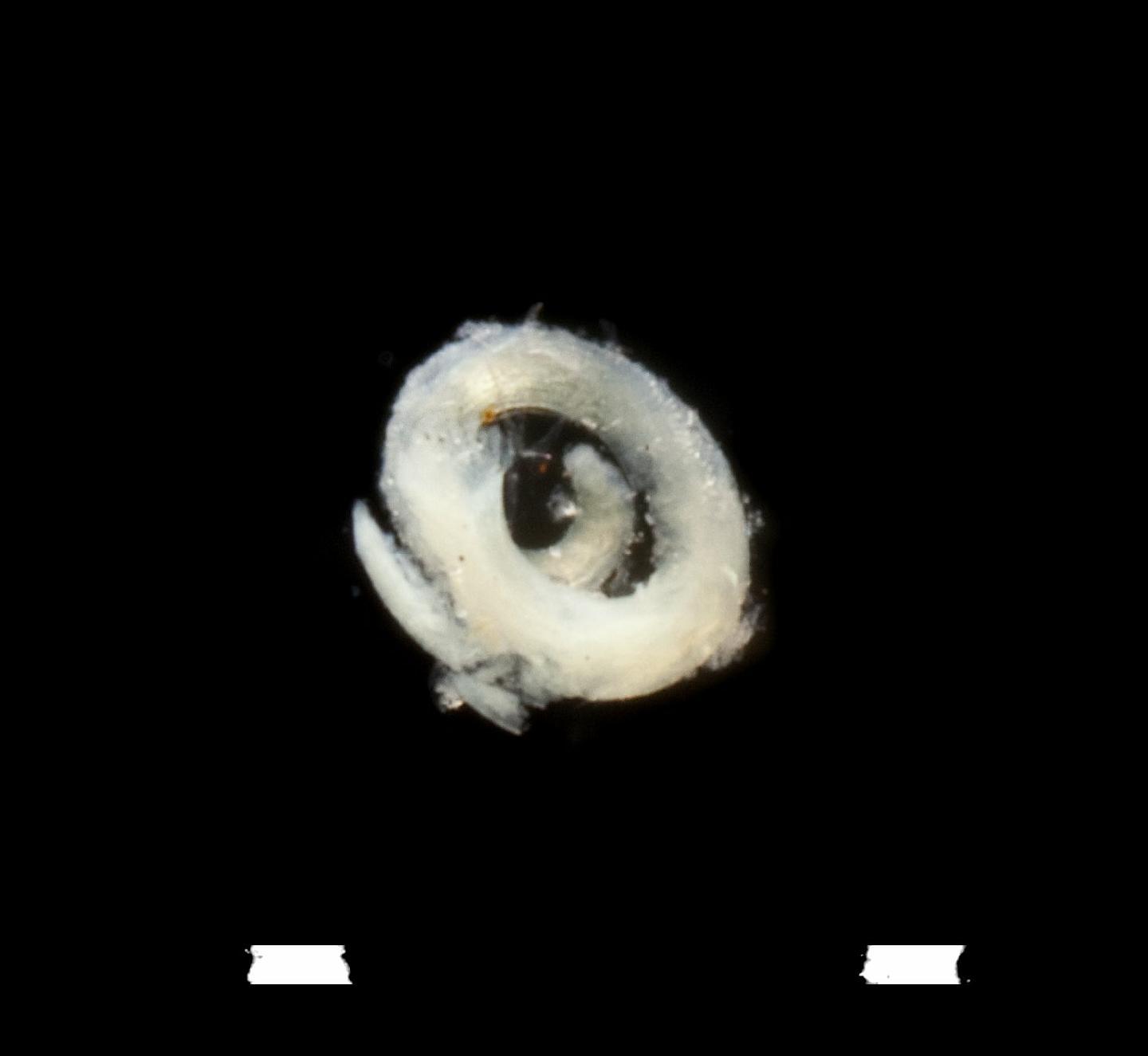 To NHMUK collection (Pileolaria nidica Knight-Jones,  1978; paratype; NHMUK:ecatalogue:3538647)
