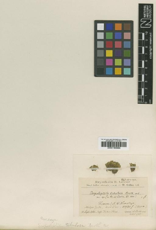 Scopelophila ligulata (Spruce) Spruce - BM001006880