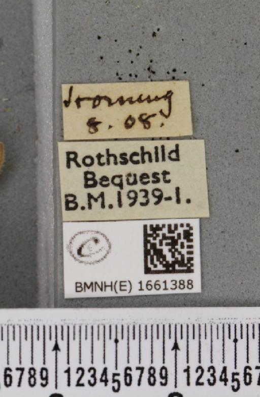 Pelosia muscerda (Hufnagel, 1766) - BMNHE_1661388_label_284989