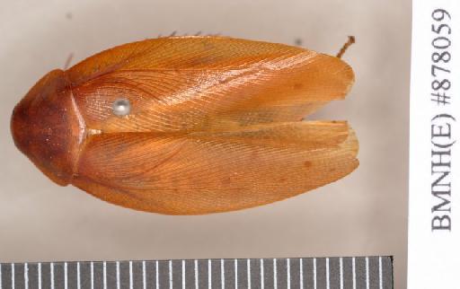 Epilampra bromeliacea Princis, 1965 - Epilampra bromeliacea Princis, 1965, male, holotype, dorsal. Photographer: Heidi Hopkins. BMNH(E)#878059