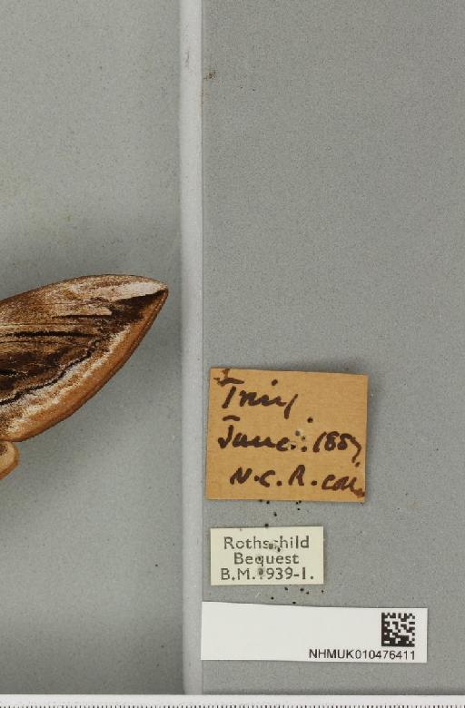 Sphinx ligustri Linnaeus, 1758 - NHMUK_010476411_label_533796