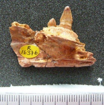 Crocodylia Owen, 1842 - R16376 crocodylomorph medial