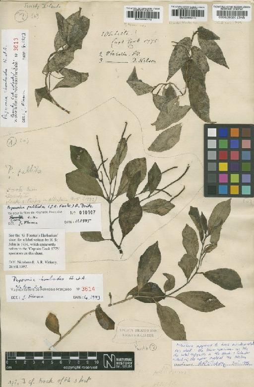 Peperomia pallida (G.Forst.) A.Dietr. - BM000990111