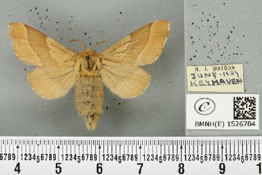 Malacosoma neustria (Linnaeus, 1758) - BMNHE_1526784_191016