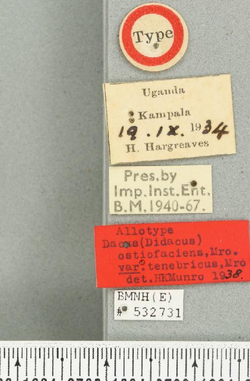 Dacus (Psilodacus) tenebricus Munro, 1938 - BMNHE_532731_label_38957
