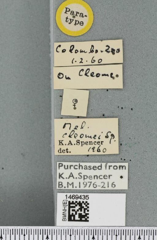 Melanagromyza cleomae Spencer, 1961 - BMNHE_1469435_label_45137